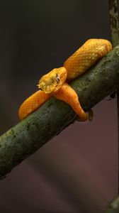 Preview wallpaper viper, snake, reptile, branch, yellow, wildlife