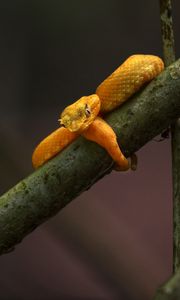 Preview wallpaper viper, snake, reptile, branch, yellow, wildlife