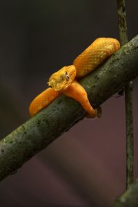 Preview wallpaper viper, snake, reptile, branch, yellow, wildlife