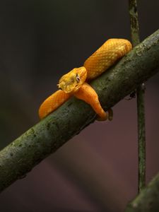 Preview wallpaper viper, snake, reptile, branch, yellow, wildlife