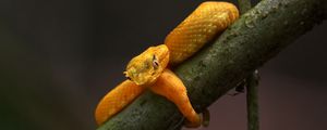 Preview wallpaper viper, snake, reptile, branch, yellow, wildlife