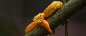 Preview wallpaper viper, snake, reptile, branch, yellow, wildlife