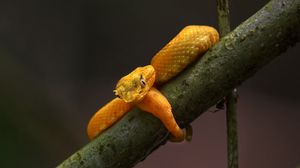 Preview wallpaper viper, snake, reptile, branch, yellow, wildlife