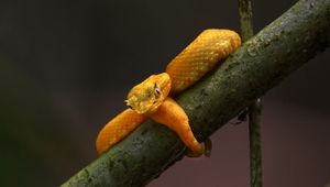 Preview wallpaper viper, snake, reptile, branch, yellow, wildlife