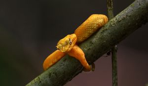 Preview wallpaper viper, snake, reptile, branch, yellow, wildlife