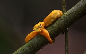 Preview wallpaper viper, snake, reptile, branch, yellow, wildlife