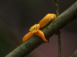 Preview wallpaper viper, snake, reptile, branch, yellow, wildlife