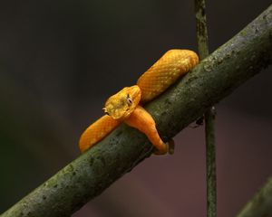 Preview wallpaper viper, snake, reptile, branch, yellow, wildlife