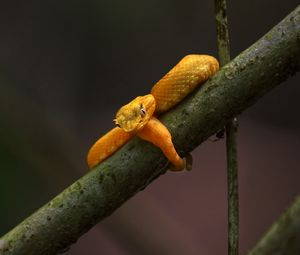 Preview wallpaper viper, snake, reptile, branch, yellow, wildlife