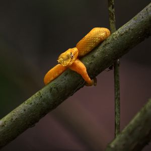 Preview wallpaper viper, snake, reptile, branch, yellow, wildlife