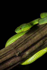 Preview wallpaper viper, snake, reptile, black