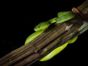 Preview wallpaper viper, snake, reptile, black