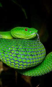 Preview wallpaper viper, snake, reptile, green, protruding tongue