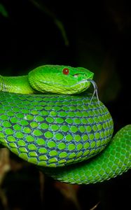 Preview wallpaper viper, snake, reptile, green, protruding tongue