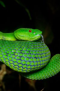 Preview wallpaper viper, snake, reptile, green, protruding tongue