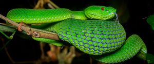 Preview wallpaper viper, snake, reptile, green, protruding tongue