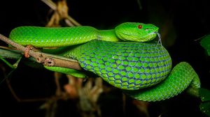 Preview wallpaper viper, snake, reptile, green, protruding tongue