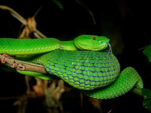 Preview wallpaper viper, snake, reptile, green, protruding tongue