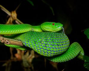 Preview wallpaper viper, snake, reptile, green, protruding tongue