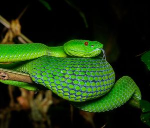 Preview wallpaper viper, snake, reptile, green, protruding tongue