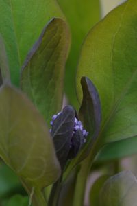Preview wallpaper virginia bluebells, flower, leaves, plant