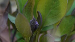 Preview wallpaper virginia bluebells, flower, leaves, plant