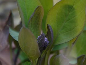 Preview wallpaper virginia bluebells, flower, leaves, plant