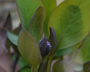 Preview wallpaper virginia bluebells, flower, leaves, plant