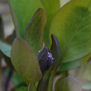 Preview wallpaper virginia bluebells, flower, leaves, plant