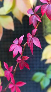Preview wallpaper virginia creeper, leaves, blur, nature