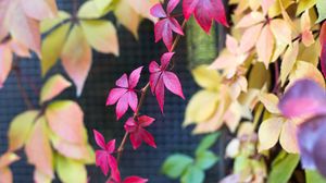 Preview wallpaper virginia creeper, leaves, blur, nature