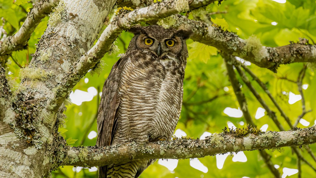 Wallpaper virginian eagle owl, owl, bird, glance