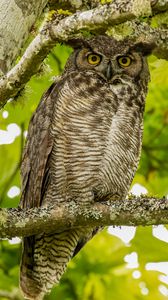 Preview wallpaper virginian eagle owl, owl, bird, glance