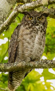 Preview wallpaper virginian eagle owl, owl, bird, glance