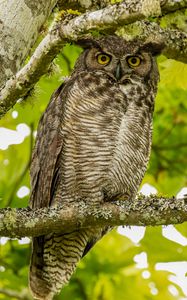 Preview wallpaper virginian eagle owl, owl, bird, glance