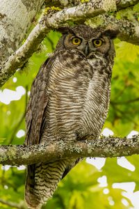 Preview wallpaper virginian eagle owl, owl, bird, glance