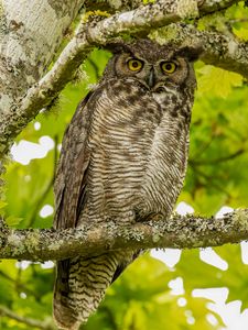 Preview wallpaper virginian eagle owl, owl, bird, glance