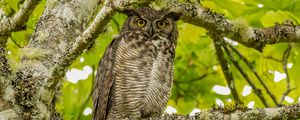 Preview wallpaper virginian eagle owl, owl, bird, glance