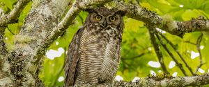 Preview wallpaper virginian eagle owl, owl, bird, glance