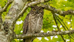 Preview wallpaper virginian eagle owl, owl, bird, glance