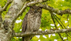 Preview wallpaper virginian eagle owl, owl, bird, glance