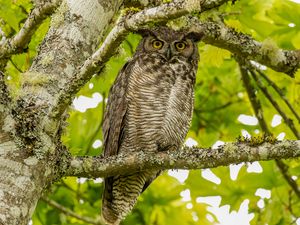 Preview wallpaper virginian eagle owl, owl, bird, glance