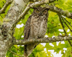 Preview wallpaper virginian eagle owl, owl, bird, glance