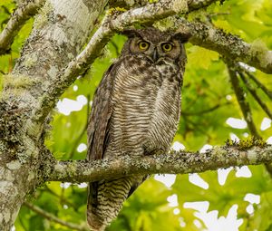 Preview wallpaper virginian eagle owl, owl, bird, glance