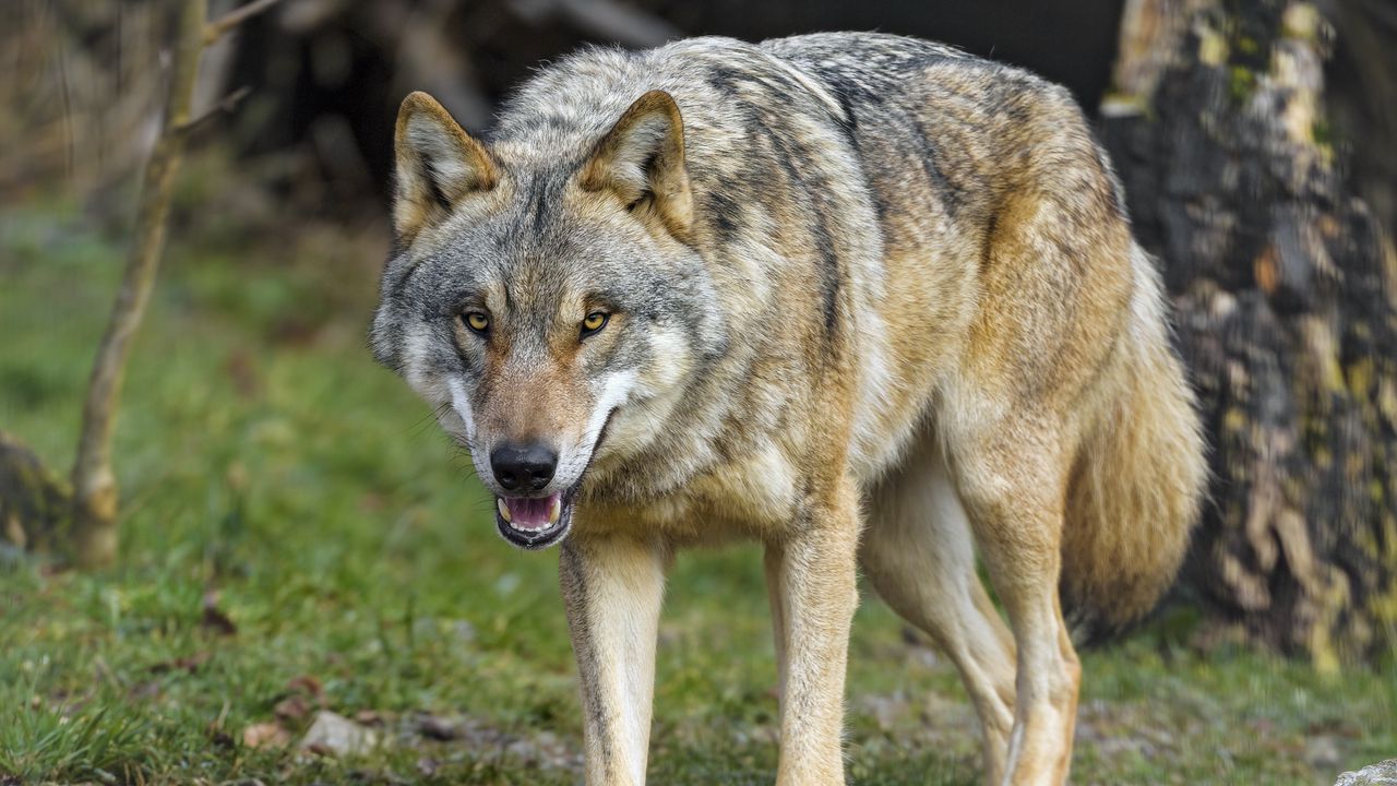 Wallpaper wolf, grin, predator, animal hd, picture, image