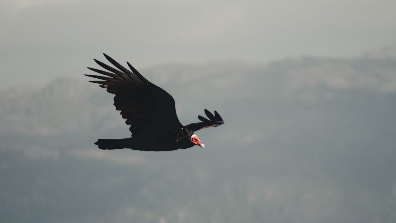 Wallpaper vulture, bird, flight, sky
