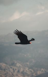 Preview wallpaper vulture, bird, flight, sky