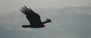Preview wallpaper vulture, bird, flight, sky