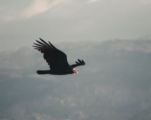 Preview wallpaper vulture, bird, flight, sky