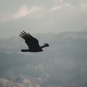 Preview wallpaper vulture, bird, flight, sky